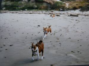 Willie, Rocky, Bella on beach
